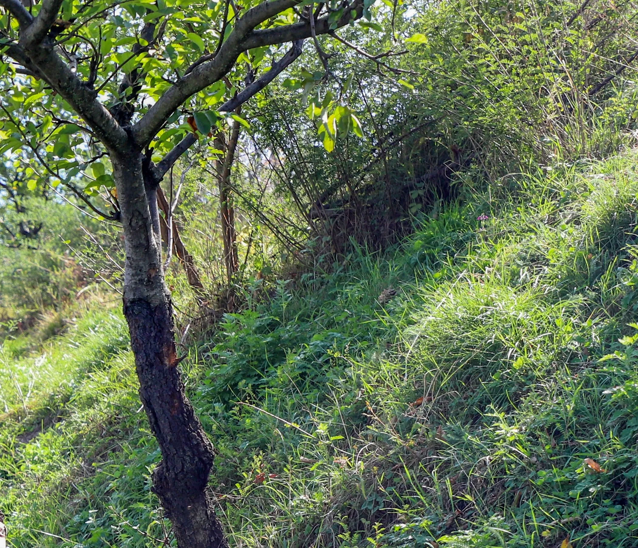 How is the TN government using drones and robots to combat forest fires?