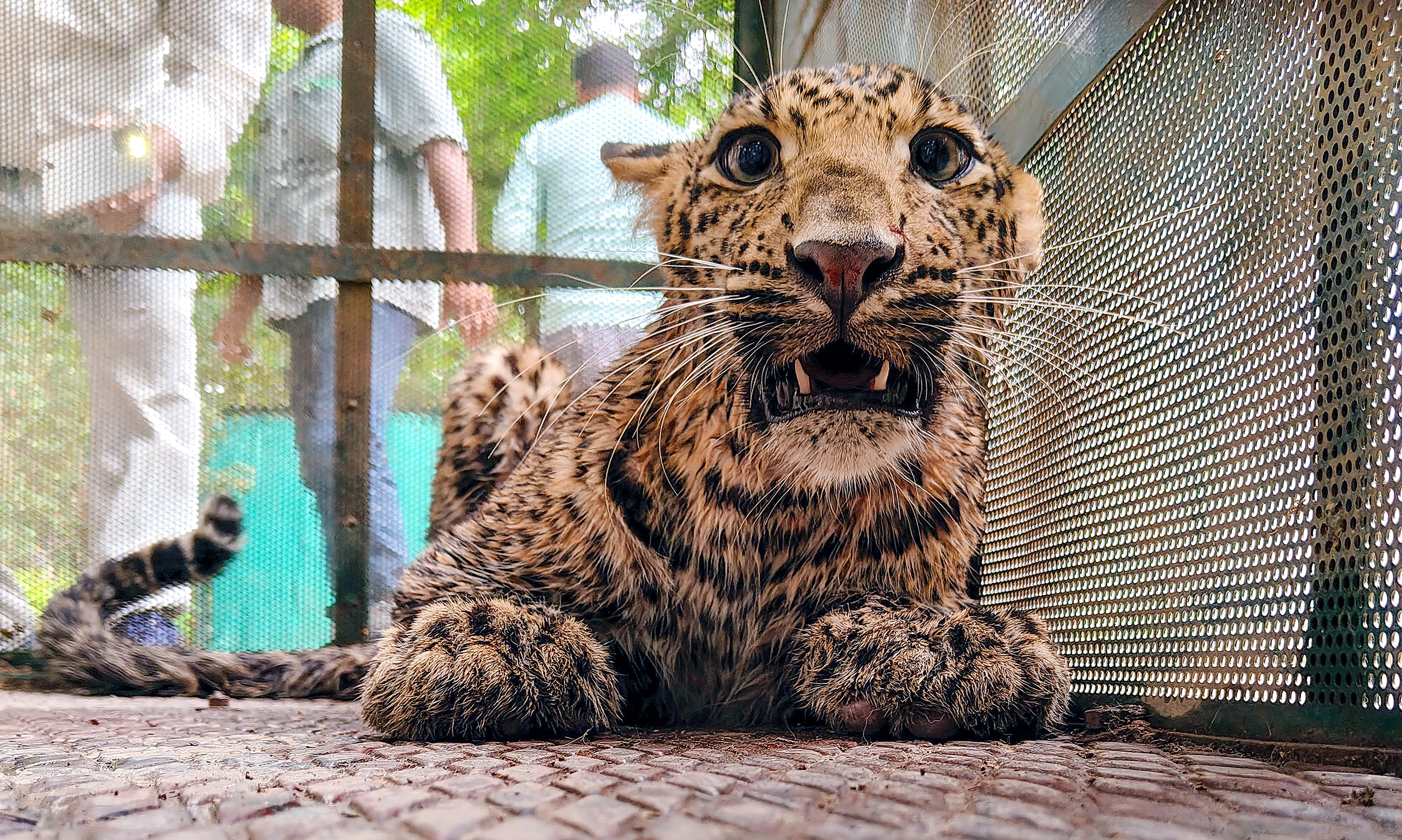 Has TN Launched a Wildlife Awareness Drive in Schools Following the Tragic Leopard Incident?