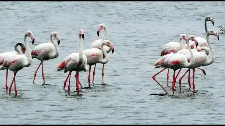 What Does the New Greater Flamingo Sanctuary in Dhanushkodi Mean for Conservation?