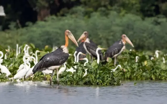 Tamil Nadu Revamps State Bird Authority to Incorporate Wetland Authority