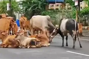 Chennai: Retired Army Veteran Injured in Stray Cattle Incident
