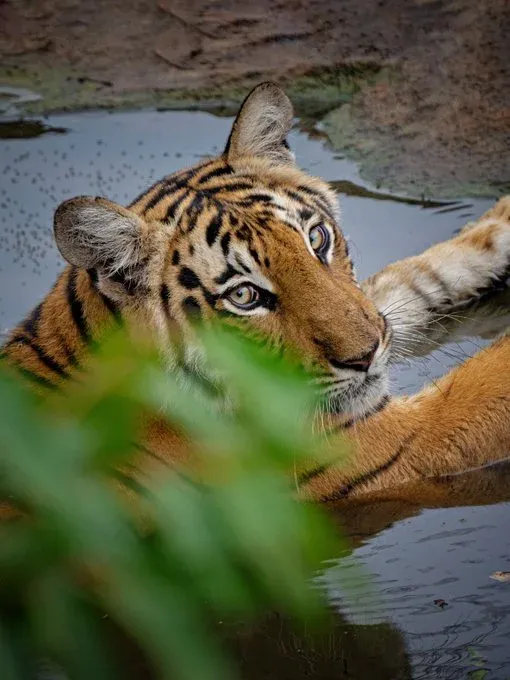 Is Tamil Nadu Leading the Way in Tiger Conservation?