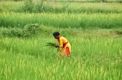 How is TN Showcasing Agricultural Growth Under CM Stalin's Dravidian Model Government?