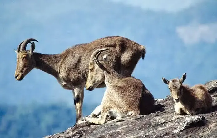 Tamil Nadu to Collaborate with Kerala for Nilgiri Tahr Survey from April 24-27
