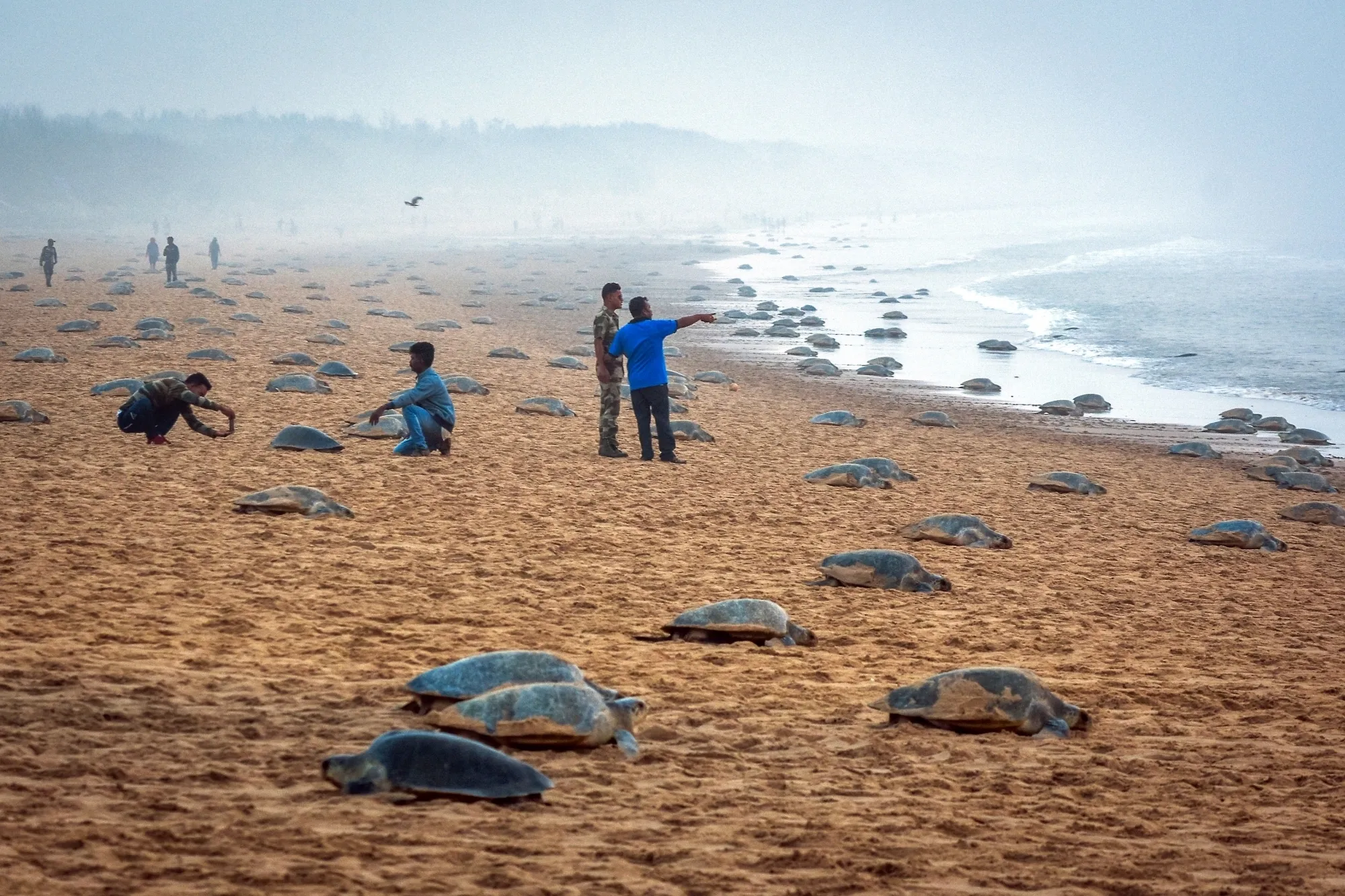 Tamil Nadu to Establish Marine Elite Force for Olive Ridley Turtle Protection