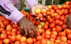Tomato Prices Crash in Tamil Nadu, Farmers Forced to Dispose of Crops