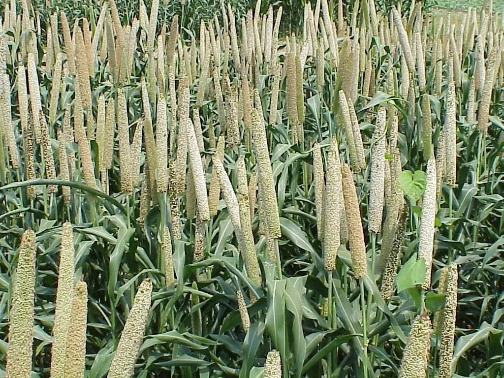 Has the total area sown under kharif crops in India exceeded 1,039.8 lakh hectares?