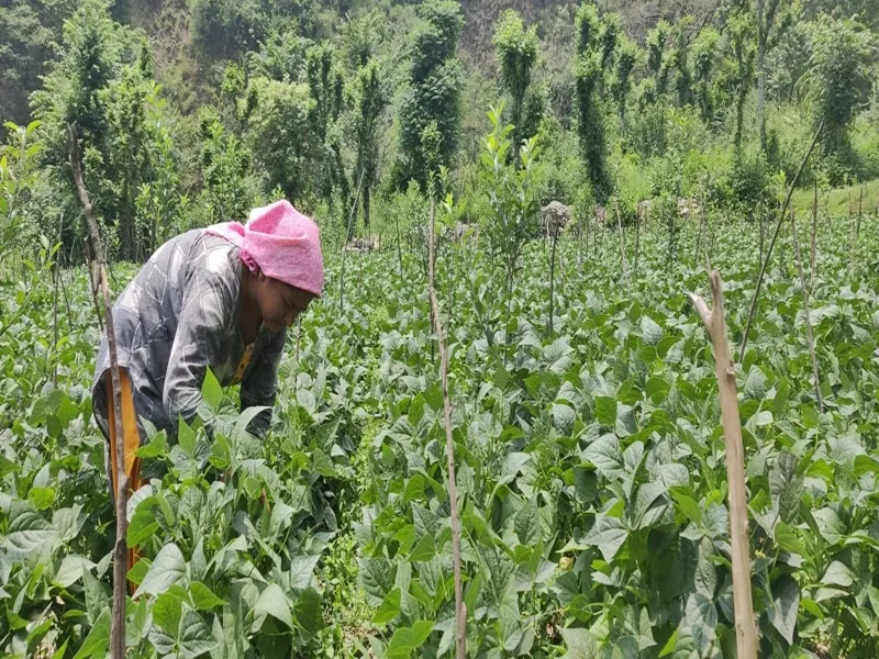 Area Planted for Rabi Crops Surpasses 640 Lakh Hectares