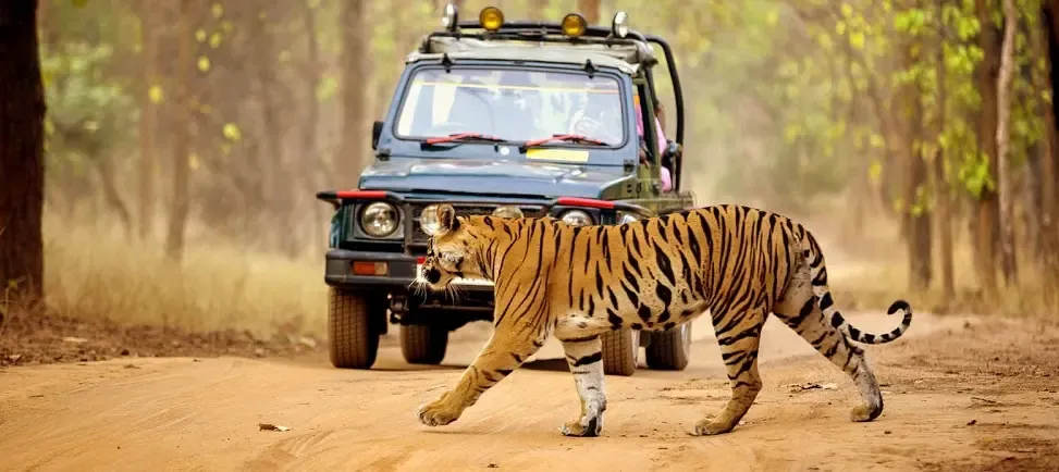 Throngs of Visitors Celebrate New Year at Valmiki Tiger Reserve