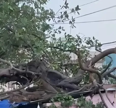Could a Tree Collapse in Dwarka Be Prevented?