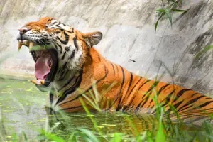 Is Balaghat Facing a Crisis as Another Tribal Man is Killed by a Tiger?