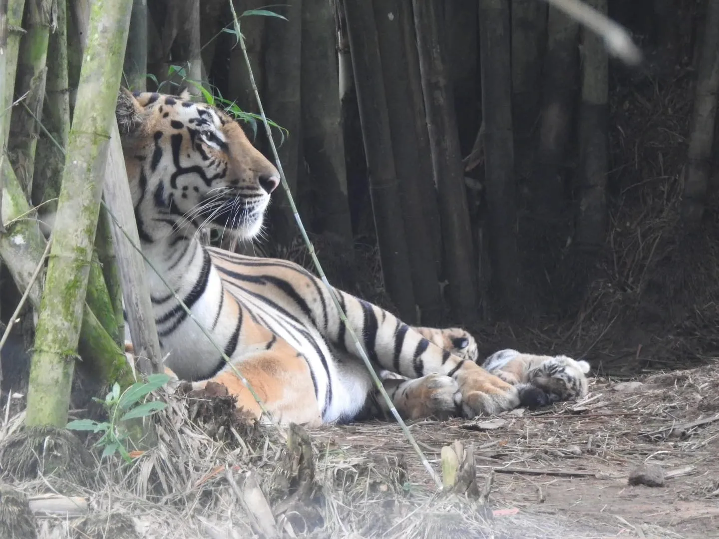 Did Tripura CM Celebrate the Arrival of Three Tiger Cubs at Sepahijala Zoo After 53 Years?