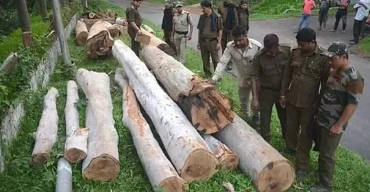 How is Tripura's Forest Dept addressing deforestation?