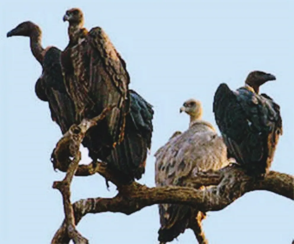 Two-Day Coordinated Vulture Survey Launches in Southern India