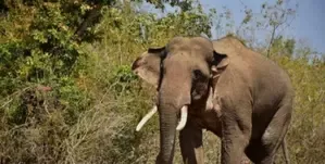 Two Lives Lost Due to Wild Elephant Attacks in Chhattisgarh