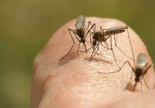 Two Men Hospitalized in Australia Due to Mosquito-Borne Illnesses