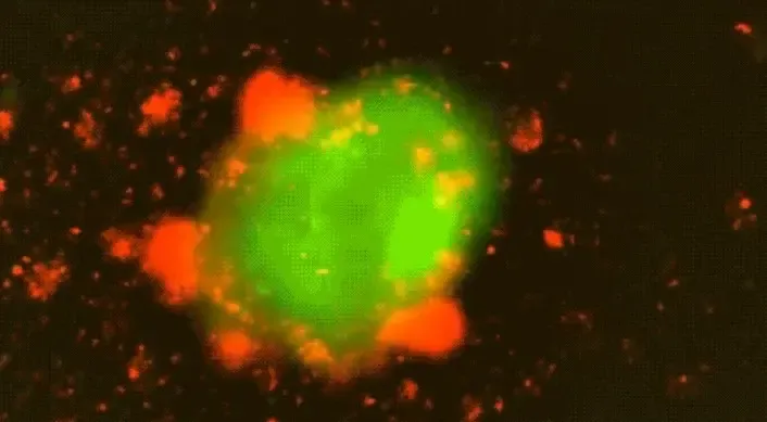 Ultrasound-Activated CAR T-Cell Therapy for Extended Tumor Elimination