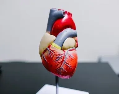 Are Unhealthy Lifestyles Causing Your Heart to Age Faster?