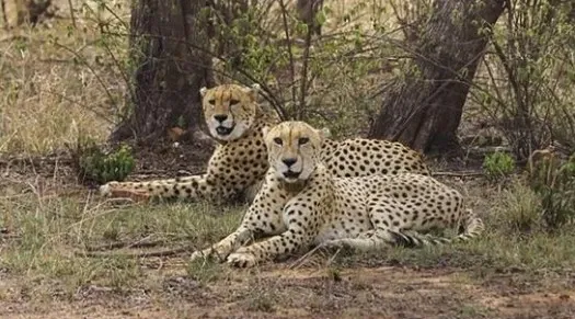 Did Jwala's 130-km Trek Test India's Wildlife Corridor?
