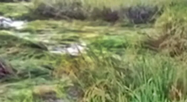 Unseasonal Rain Impacts Samba Paddy in Tamil Nadu, Farmers Face Setbacks