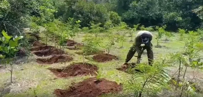 Will Uttar Pradesh's Thematic Forests Launch on July 18 Transform the State's Green Cover?