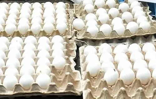 What Impact Do US Tariffs Have on Rs 20 Crore Egg Export from Namakkal?