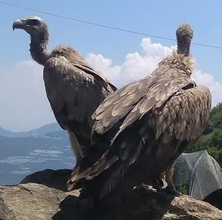 Vulture Census Kicks Off in Madhya Pradesh Today