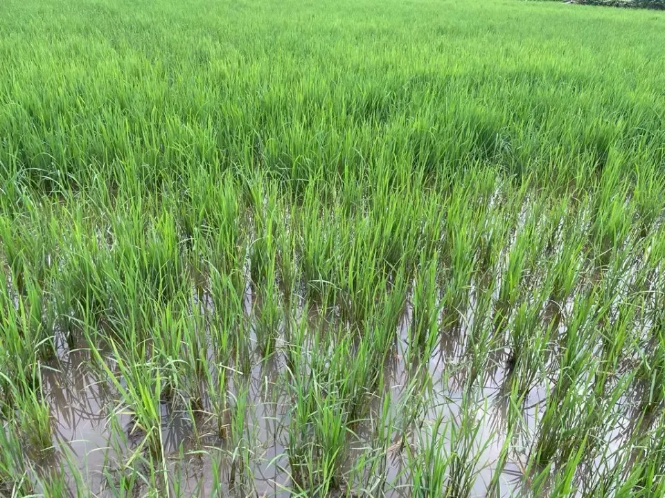 WEF 2025: Expansion of Decarbonising Rice Trials in India, Laos & Indonesia