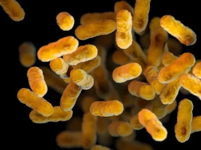 Whooping Cough Vaccination Enhancements Through Targeting Two Key Antibodies