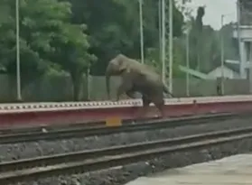 Wild Elephant Fatally Injured by High-Speed Train in Tripura