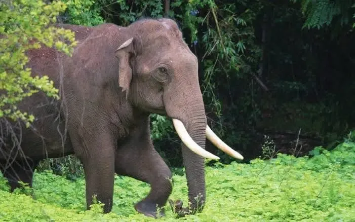 Rampaging Wild Tusker: Two 'Kumki' Elephants Called to Action in Tamil Nadu's Nilgiris