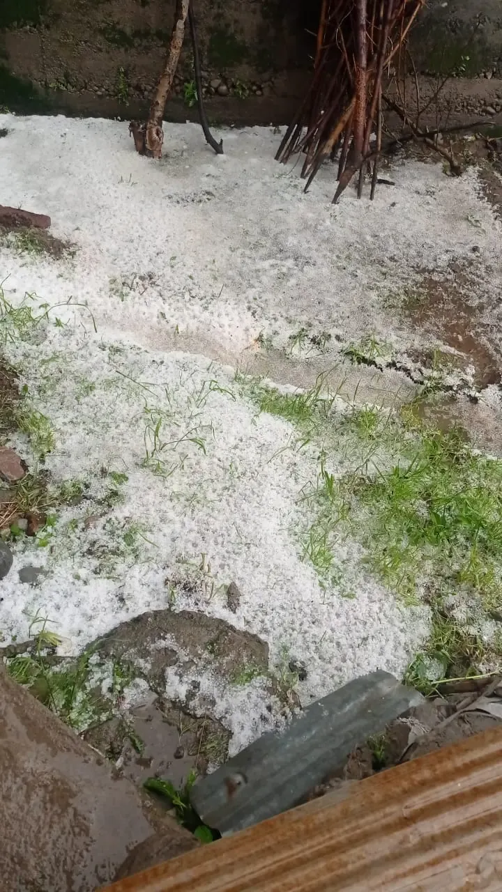 Final Winter Blast: Hailstorm Blankets Jhunjhunu Fields