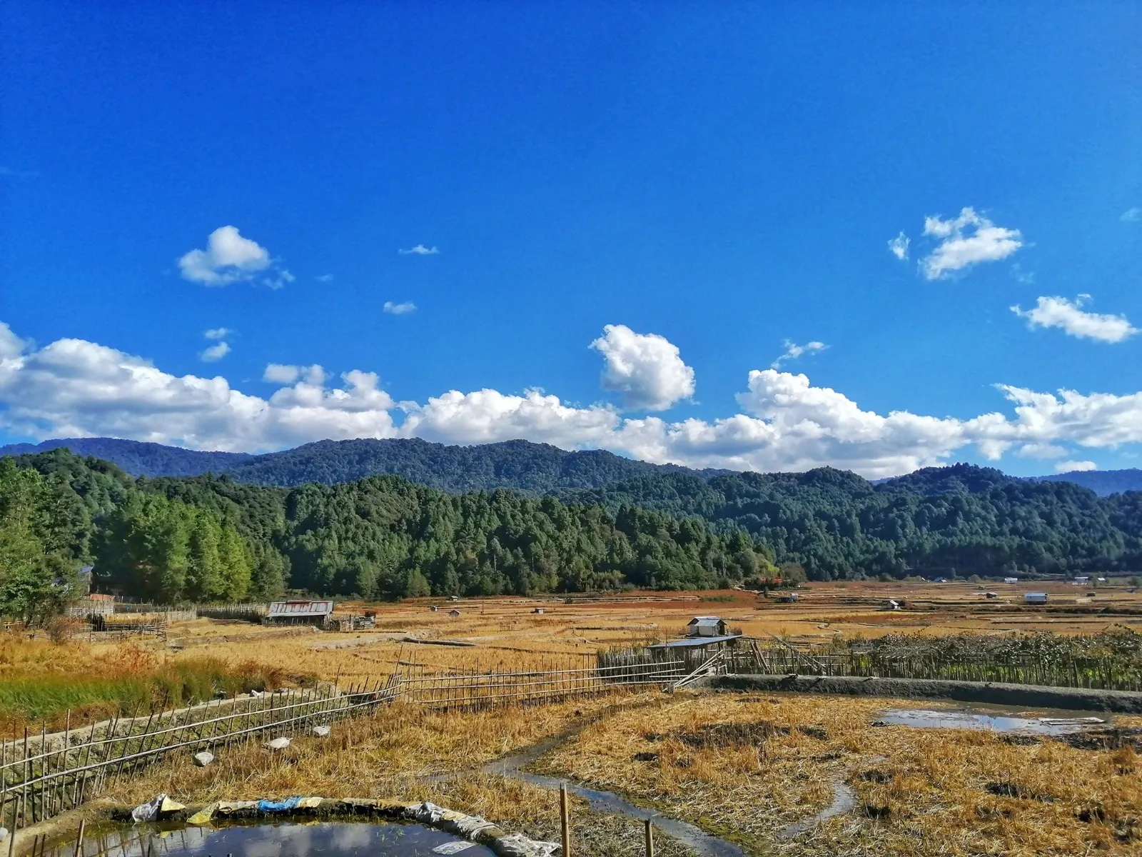 How Does Arunachal Pradesh's 79% Forest Cover Impact India's Carbon Sequestration?